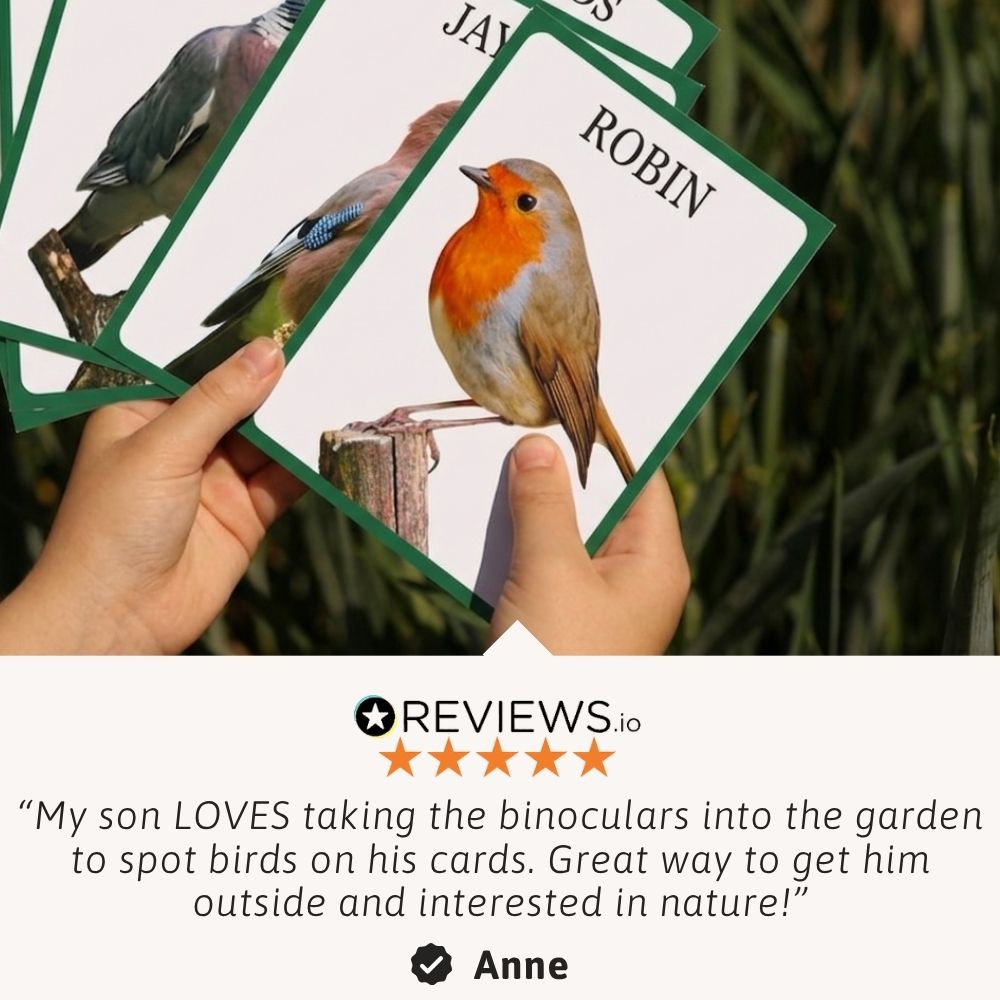 A child identifying birds using the illustrated bird cards 